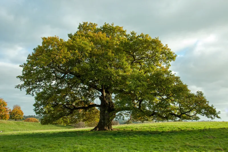 Jardin réalisé par G&T Paysage dans le Nord-Isère