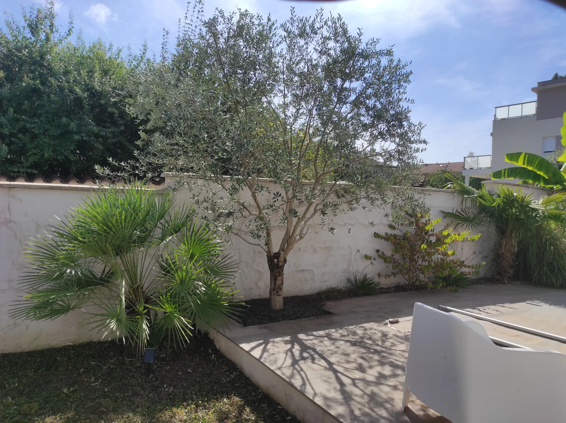 Jardin clos : muret enduit, oliviers et palmiers