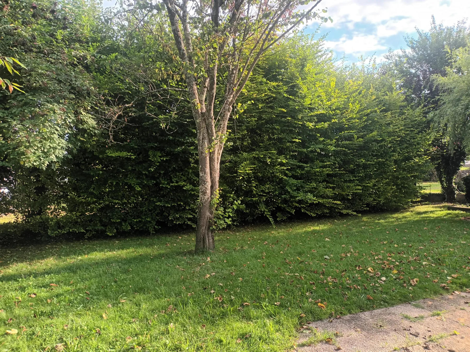 Haie taillée en rideau et arbre isolé en limite de pelouse