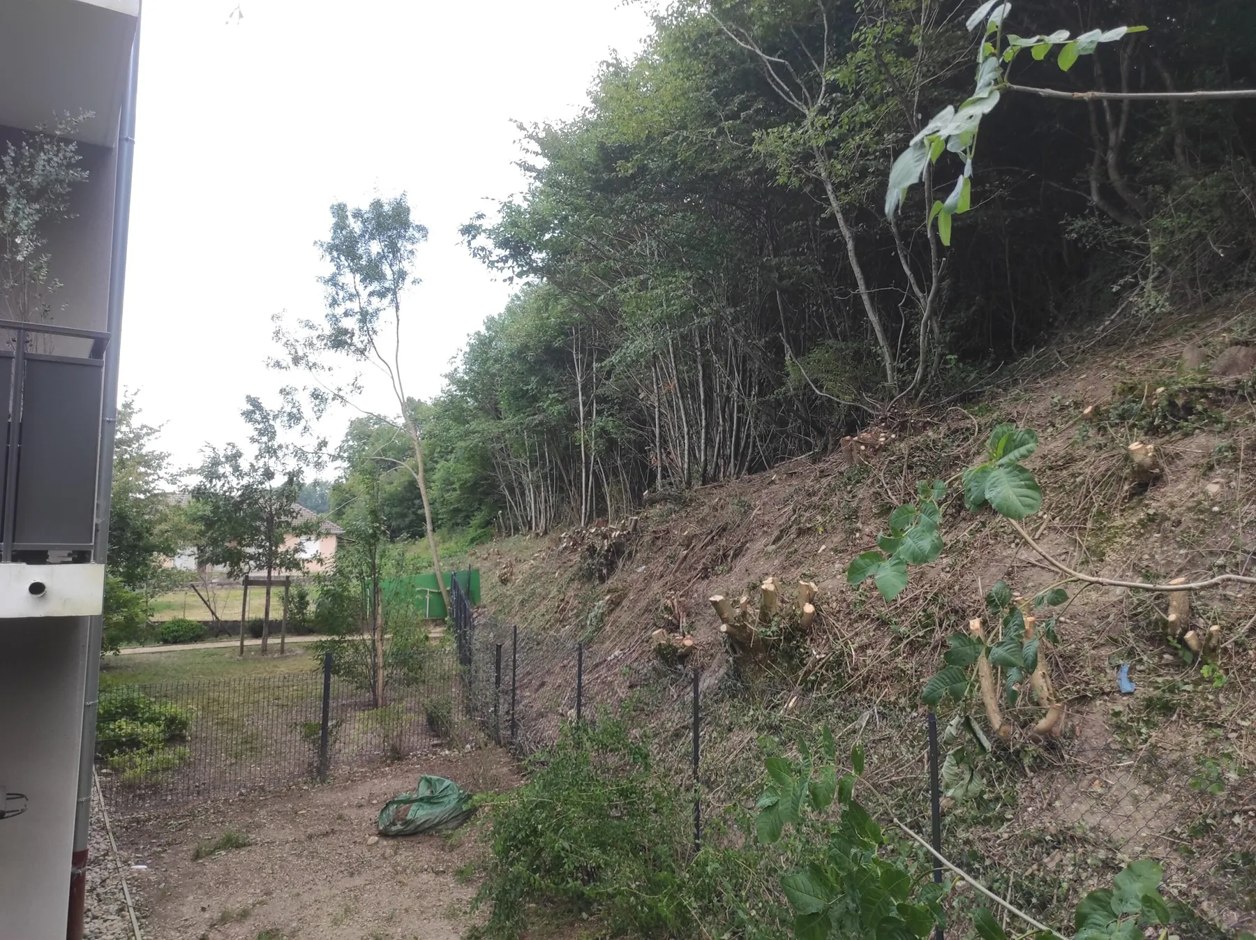 Talus après abattage, souches apparentes le long d'une clôture