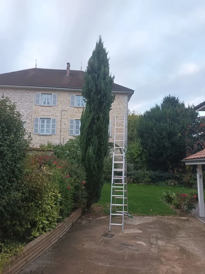 Échelle appuyée contre un cyprès élancé le long d'une maison en pierre
