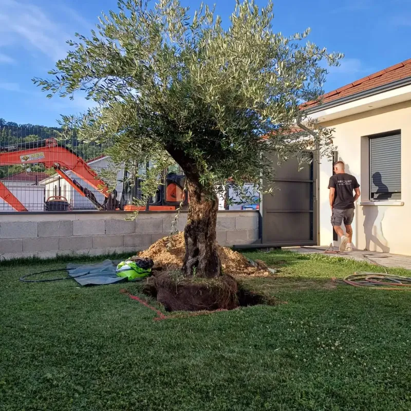 Plantation d’oliviers de grande taille