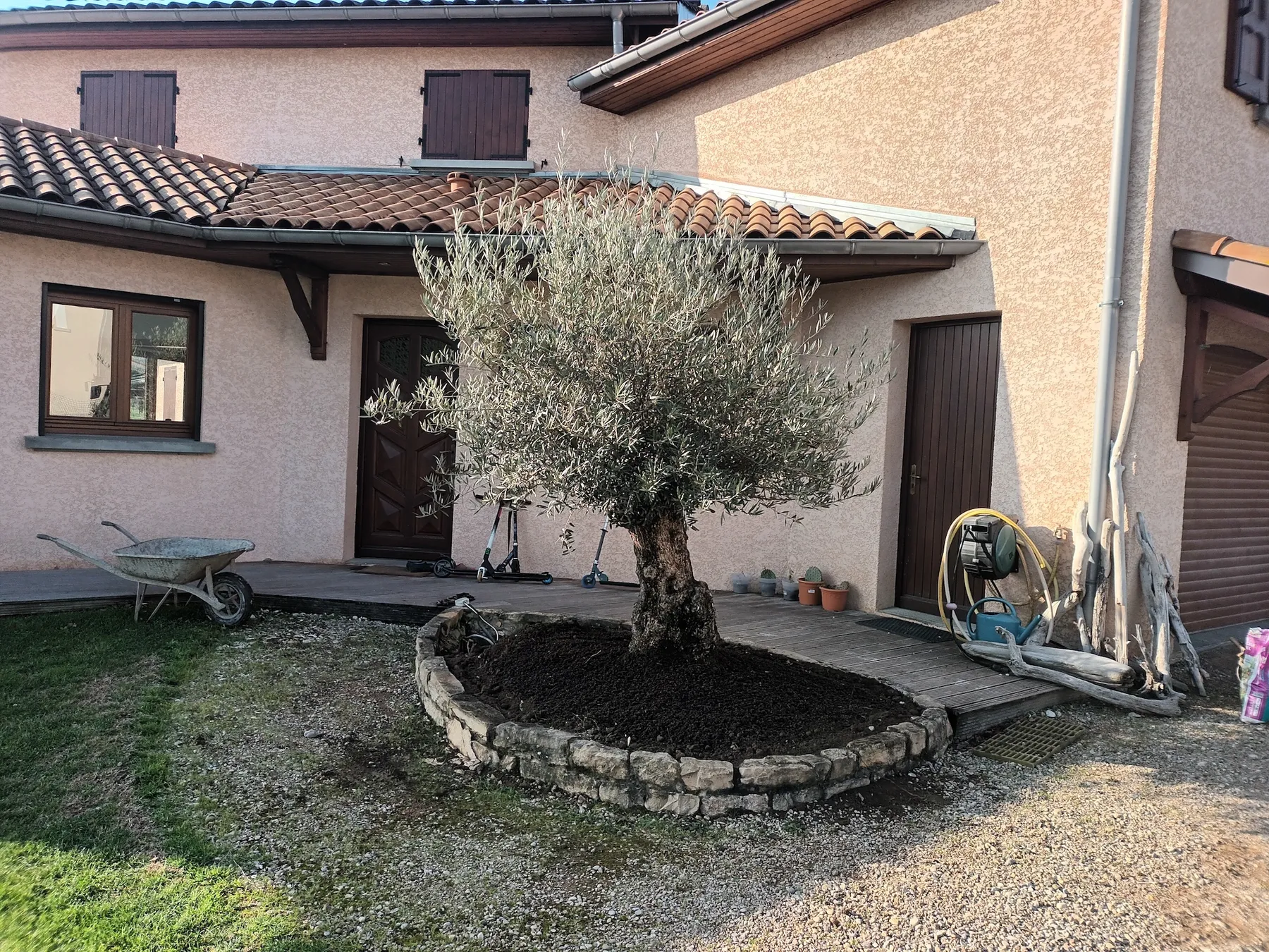 Olivier planté dans un massif circulaire bordé de pierres devant une maison